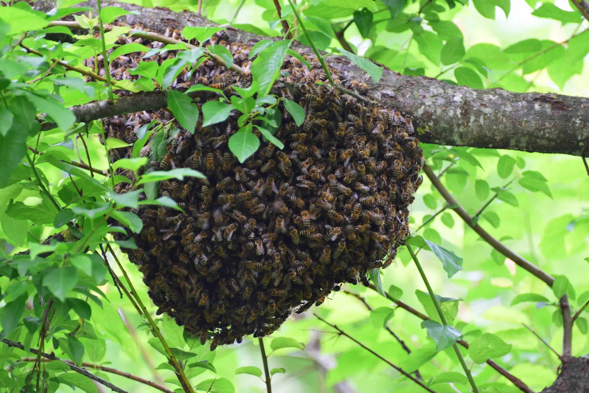 A large cluster of bees forms a swarm hanging from a tree branch surrounded by green leaves.