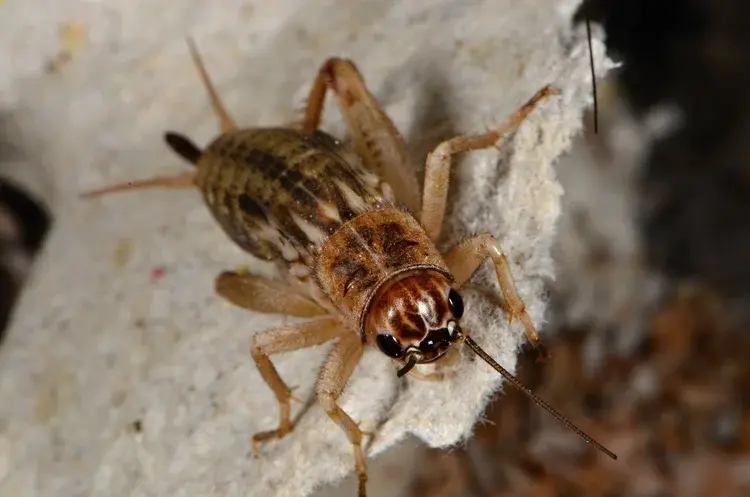 Close-up of a brown house cricket standing on a light-colored surface, showing its segmented body, legs, and antennae.