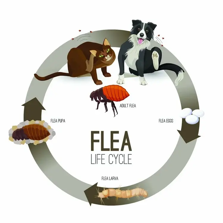 Diagram showing the flea life cycle: flea eggs, flea larva, flea pupa, and adult flea, with a cat and a dog shown as hosts.