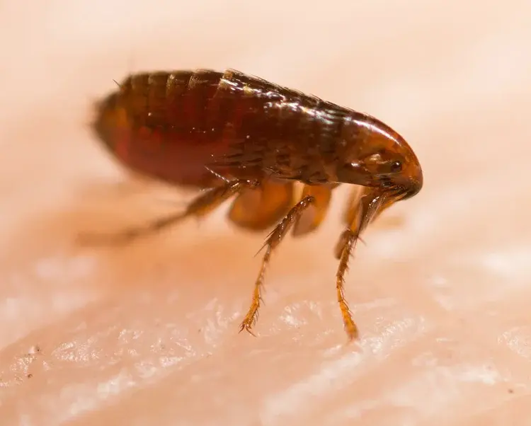 Close-up image of a brown flea standing on human skin, showing detailed legs and body segments.