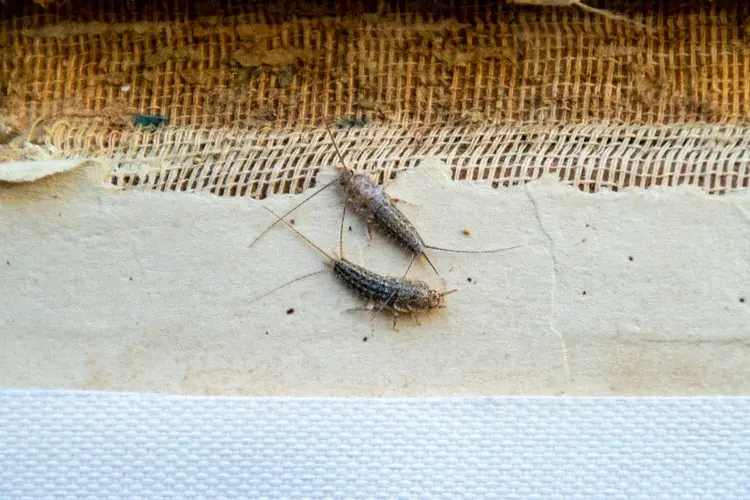 Two silverfish insects on a textured, aged surface near a piece of white fabric or tape.
