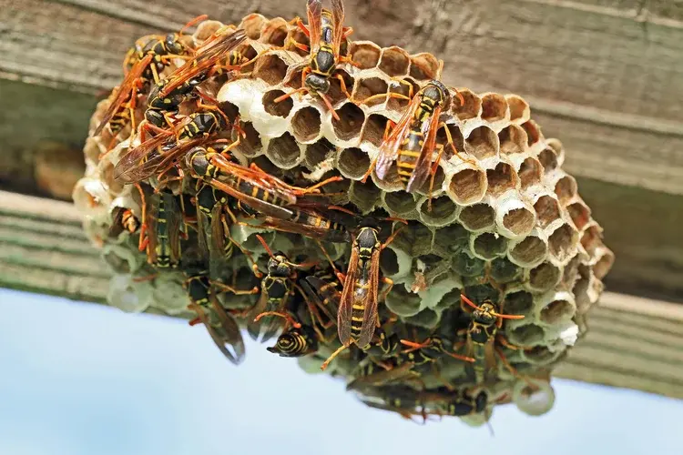 A group of wasps gather on a hexagonal paper nest attached to a wooden surface.