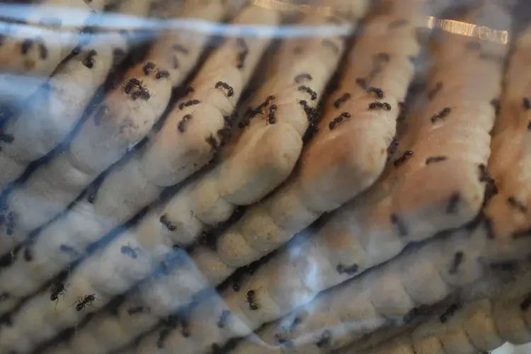 Several ants crawling on stacked rows of rectangular cookies or biscuits behind a transparent barrier.