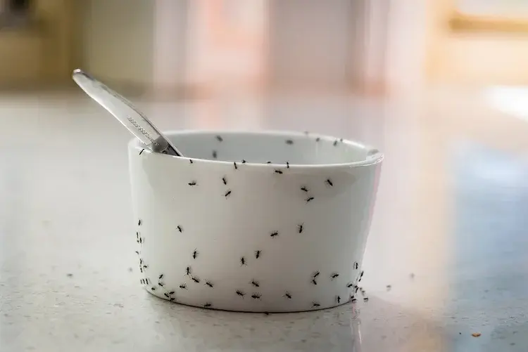 A white bowl with a spoon inside is covered with ants crawling on its outer surface, sitting on a countertop.