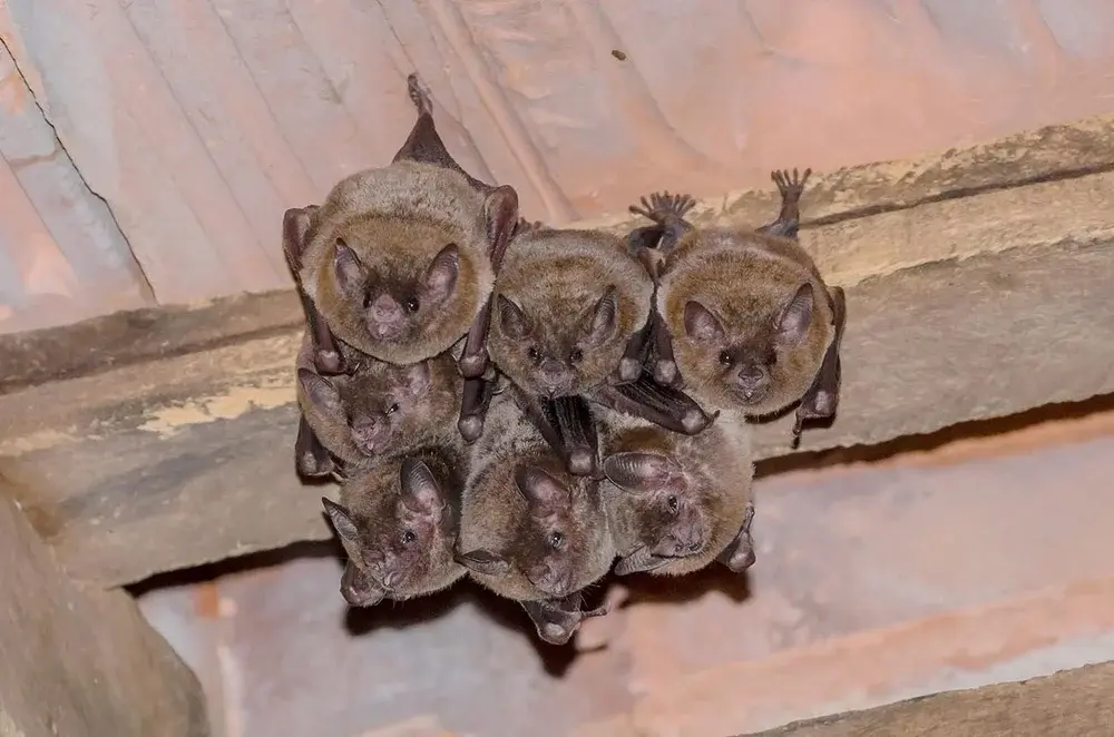 A cluster of seven bats hanging upside down from a wooden beam inside a building.
