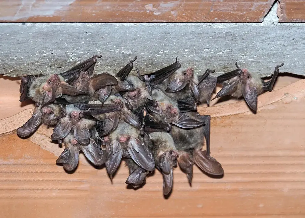 A group of bats hanging upside down from a wooden beam under a roof, clustered closely together.