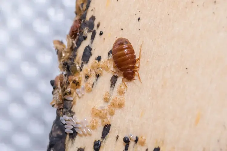 Close-up of a bed bug, its eggs, and droppings on a wooden surface.