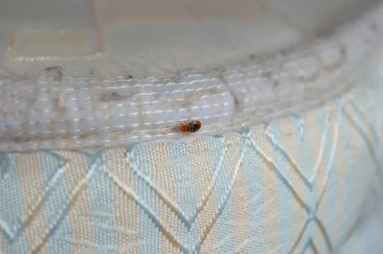 A close-up of a bedbug crawling along the seam of a mattress.