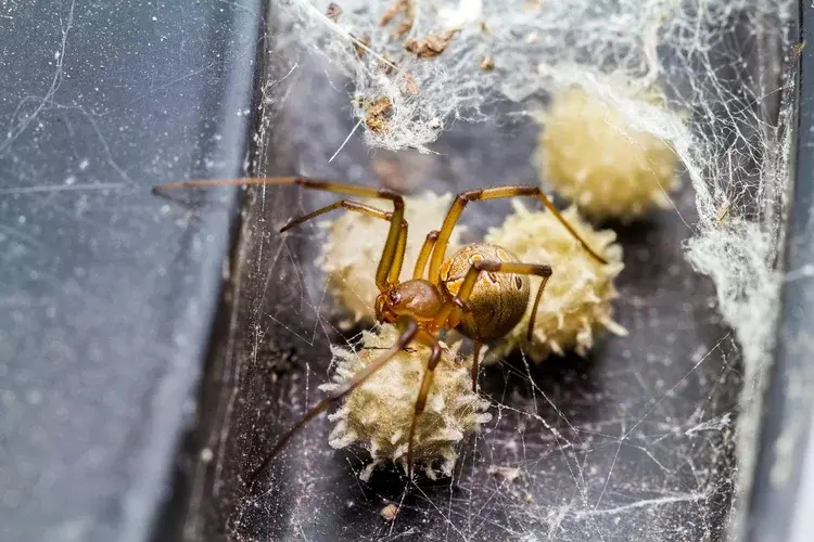 A brown spider sits among several round egg sacs in a web on a dark surface, surrounded by debris.