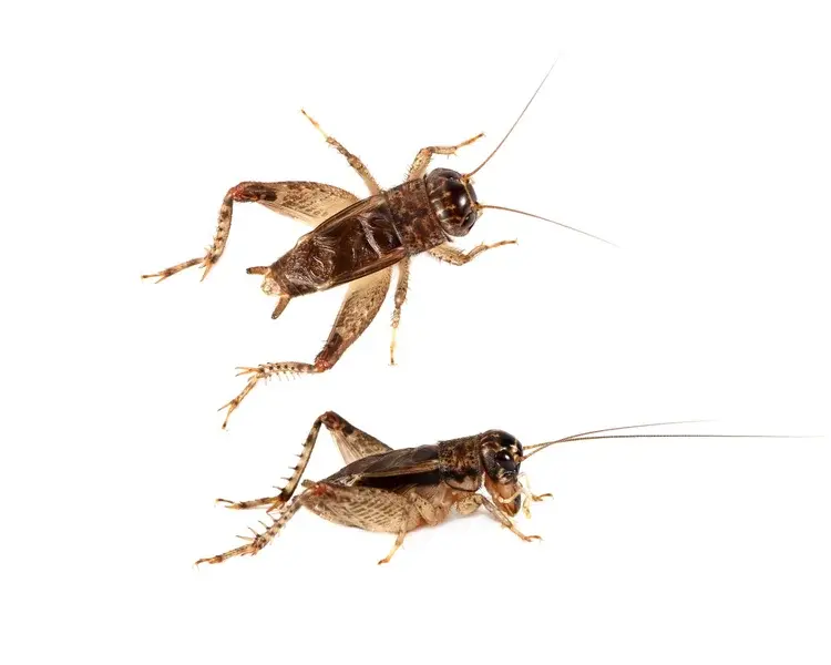 Two brown crickets with long antennae on a white background.