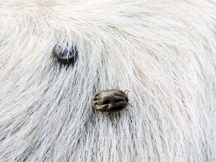 Close-up of two engorged ticks attached to the light-colored fur of an animal.
