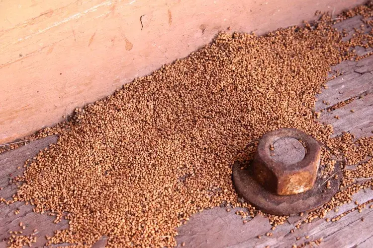 Close-up of a pile of termite droppings on a wooden surface near a large rusty metal bolt.