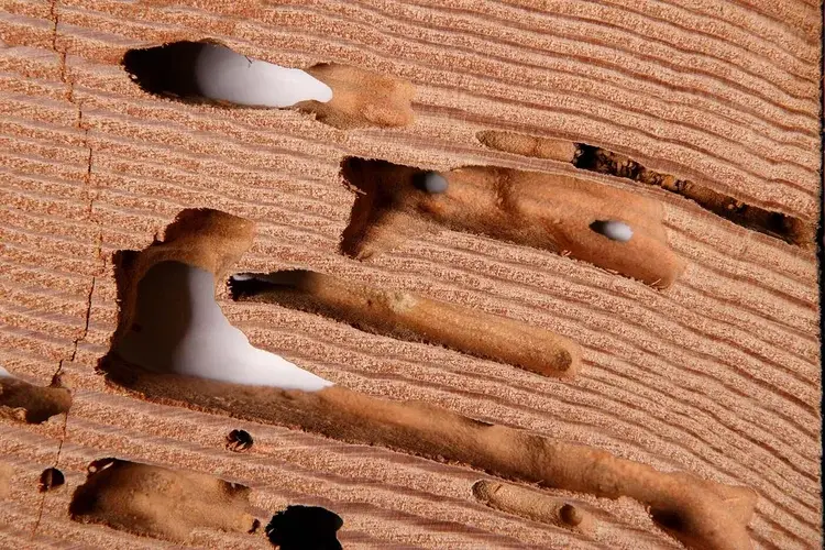 Close-up of a piece of wood showing tunnels and damage caused by wood-boring insects or larvae.