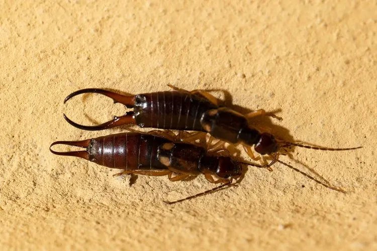 Two earwigs with long pincers on their abdomens are seen on a textured beige surface.