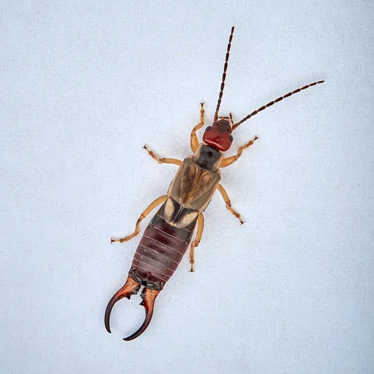 A close-up of a brown earwig insect with prominent pincers on its abdomen, viewed from above against a plain light background.