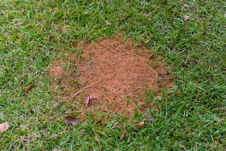 A circular mound of loose soil, likely an ant hill, is surrounded by green grass on a lawn.