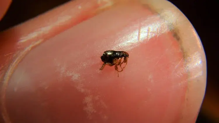 A tiny black beetle stands on the edge of a person's fingernail, highlighting the insect's small size relative to the human finger.