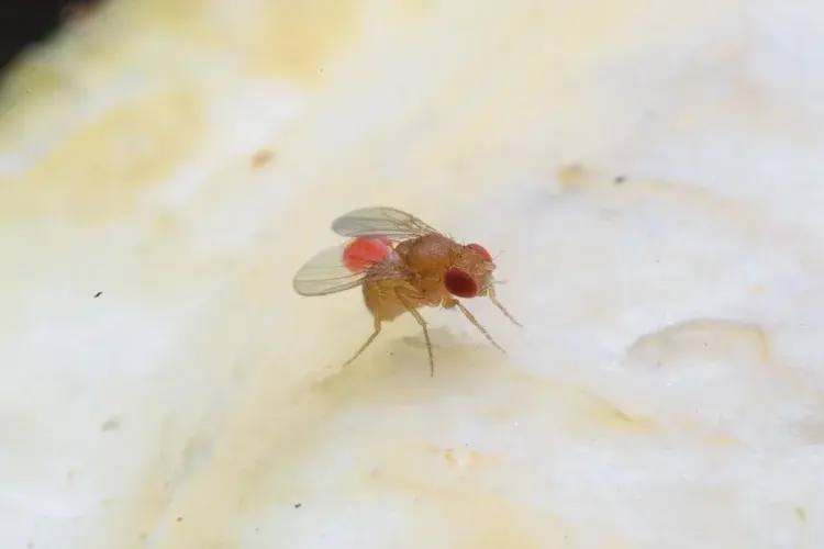 A close-up of a small fruit fly with red eyes and transparent wings standing on a light, smooth surface.