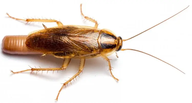 A close-up view of a brown cockroach on a white background, showing its legs, antennae, and body details.