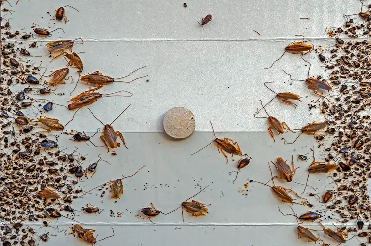 Numerous dead cockroaches and droppings surround a white tablet on a gray surface, indicating the use of pest control.