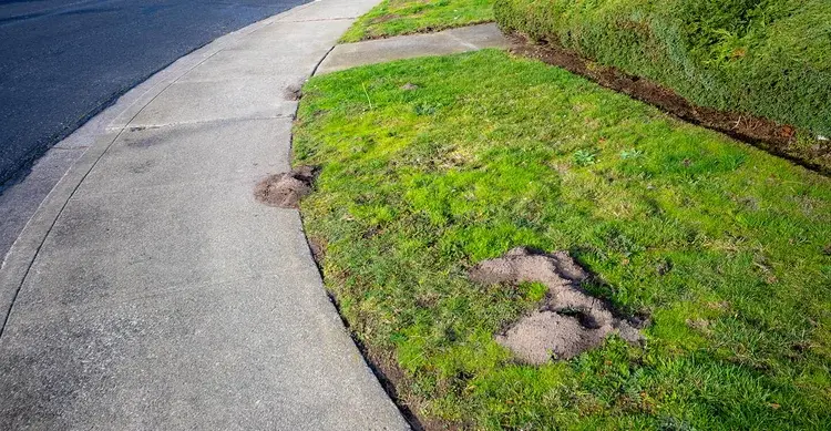 Concrete sidewalk next to a grassy area with several visible molehills scattered on the grass near the edge.