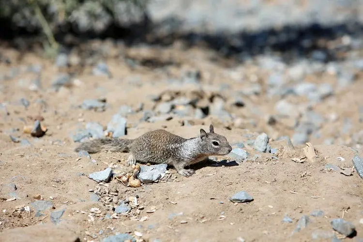 A ground squirrel is walking on dry, rocky soil with scattered stones and sparse vegetation in the background.