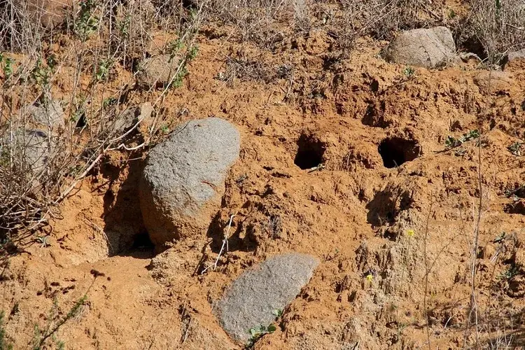 Several small animal burrow holes are visible in a dry, sandy soil area with rocks and sparse vegetation.