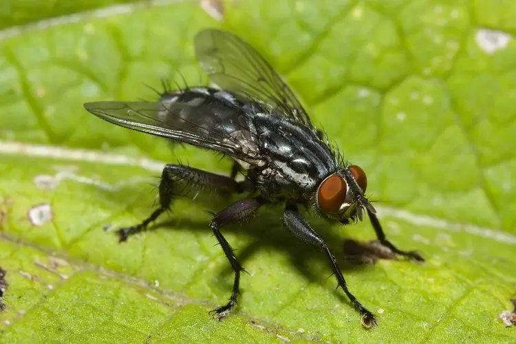 Close-up of a common housefly with red eyes and clear wings standing on a green leaf.