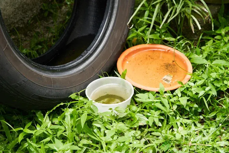 A used tire and two shallow containers filled with stagnant water sit on grass among green plants.