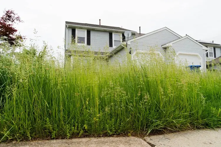 A suburban house with overgrown grass and weeds covering the front yard, seen from the sidewalk.