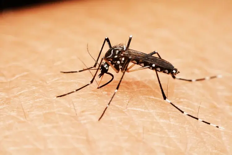 A close-up of a mosquito with black and white markings on its legs, standing on human skin.