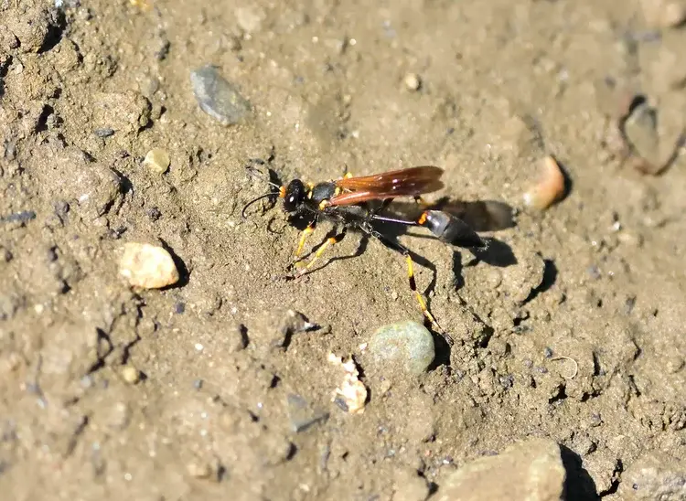 A black and orange thread-waisted wasp walking on dry, rocky soil.