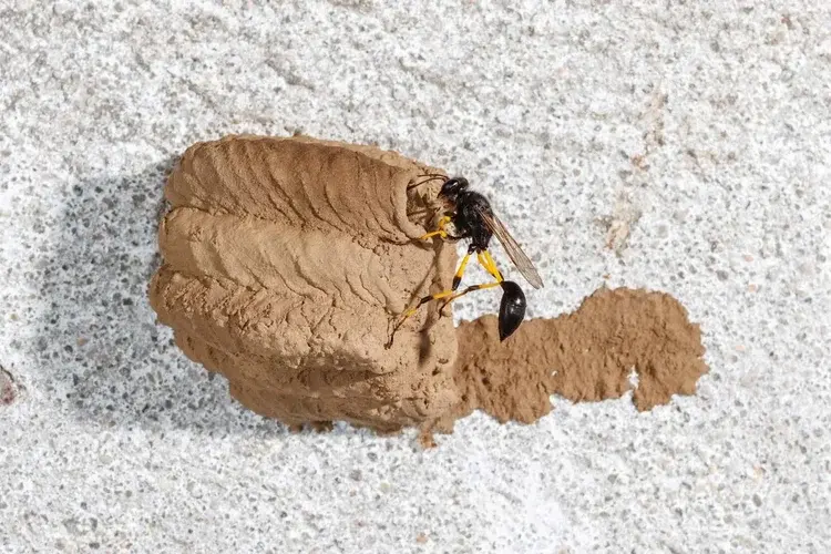 A mud dauber wasp is building a nest out of mud on a rough, light-colored surface.