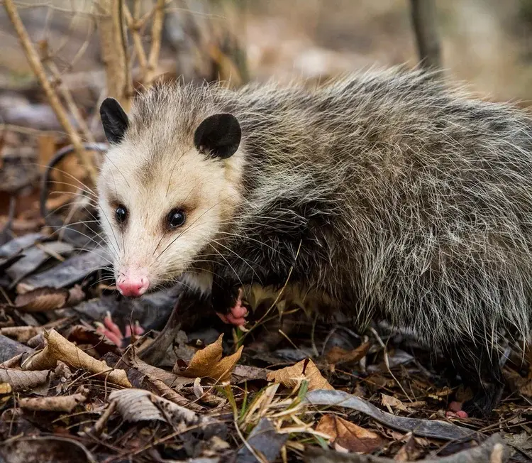 A Virginia opossum with gray fur and a pink nose walks on dry leaves and twigs in a woodland area.