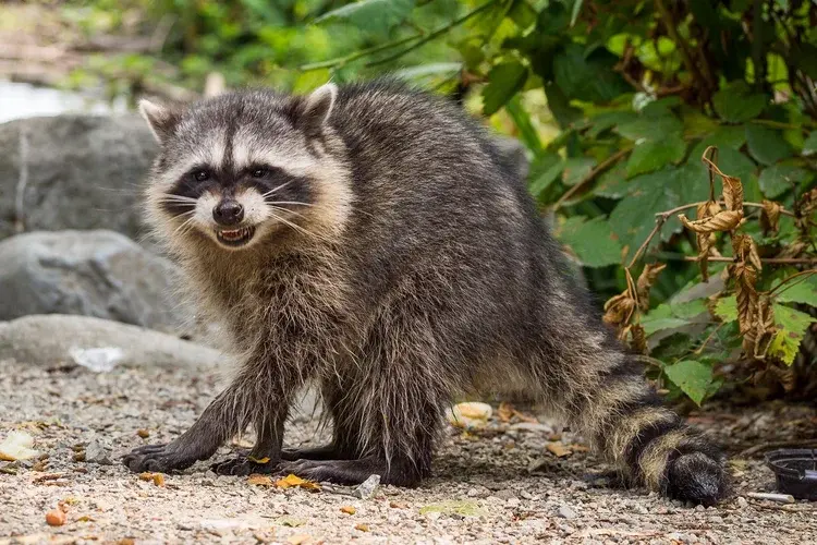 A raccoon standing on a gravel path, showing its teeth, with green foliage and rocks in the background.