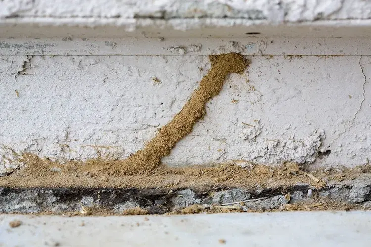 A close-up of a termite mud tube running vertically on a white painted wall with some debris at the base.