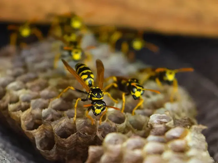 Several yellow and black wasps are gathered on a nest with hexagonal cells.